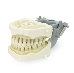 Flintrock Dr. Robert C. Wheeler Balanced-Occlusion Model with 32 Fixed Teeth